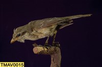 Brown Shrike Collection Image, Figure 9, Total 11 Figures